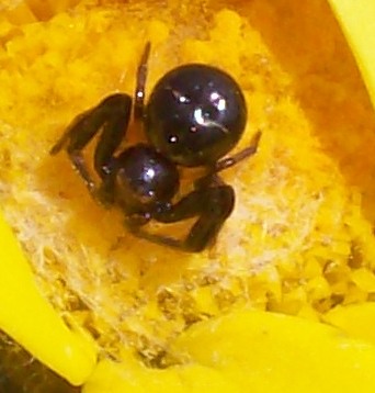 Synaema globosum